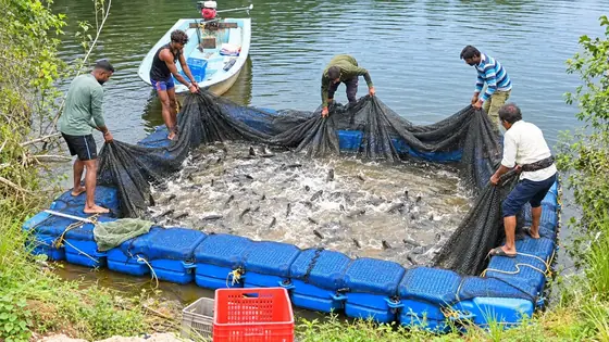Harvest underway inside the floating cage, boat alongside