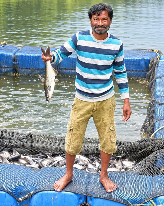Green Mart team member holding a freshly harvested Pangasius on the floating cage